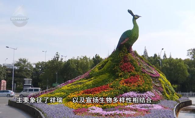 立体花坛、景观花墙缤纷上新花“漾”春城穿“盛装bob半岛体育”(图5)