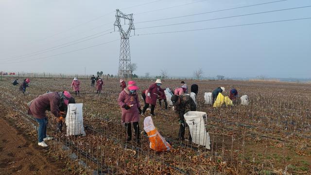 bob半岛体育铜川宜君苹果苗木种到全国各地(图4)