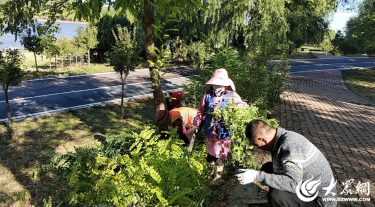 德州锦绣川景区修出苗木“精气神” 提高BOB半岛景区“新颜值”_大众网(图1)