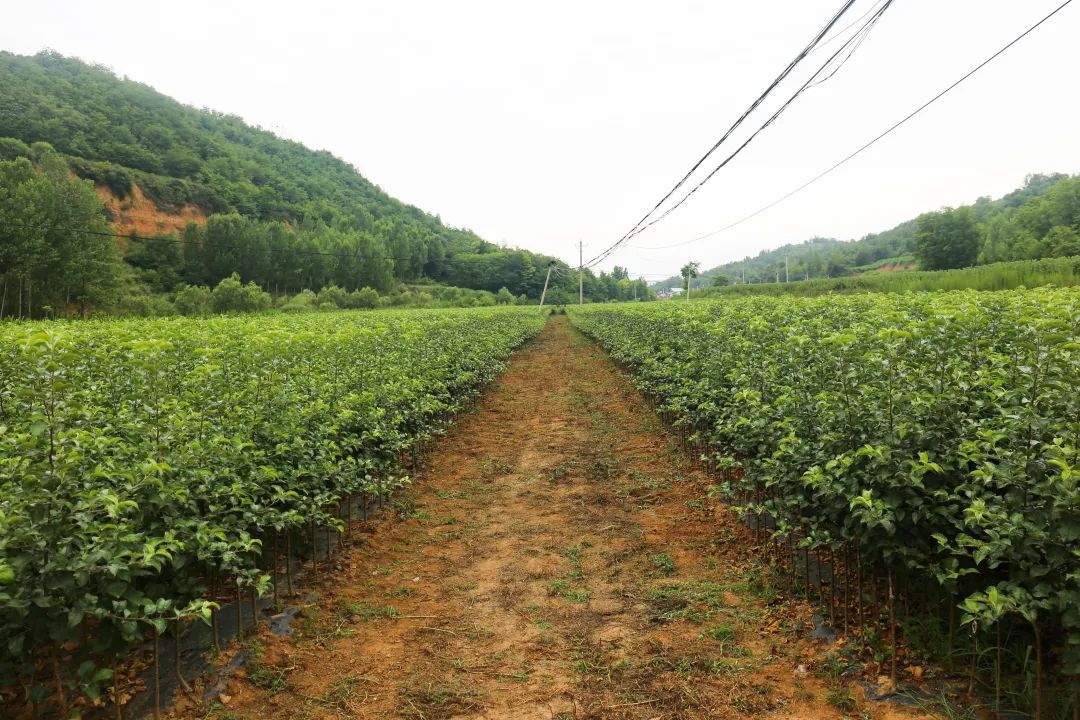 铜川市印台区青砧苗木荣获后稷特别奖BOB半岛(图2)