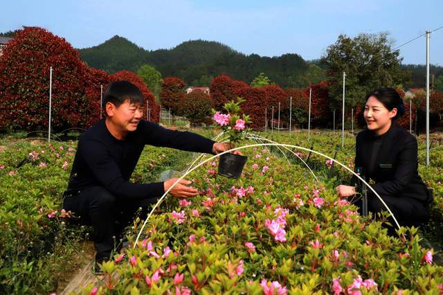 开化苗木行家史明友：打造休闲旅游精品带领乡亲bob半岛体育共同致富(图2)