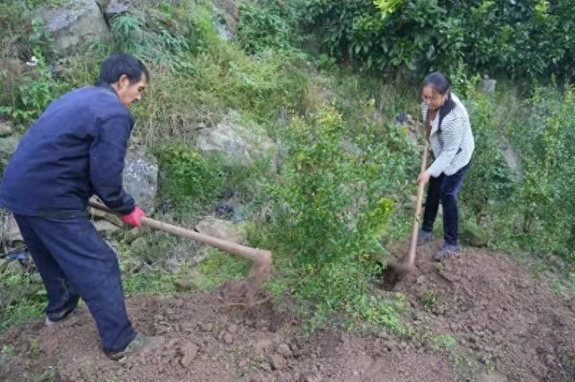 bob半岛官网广元市苍溪县：苗木业美村富民 产销两旺有“钱”景(图1)