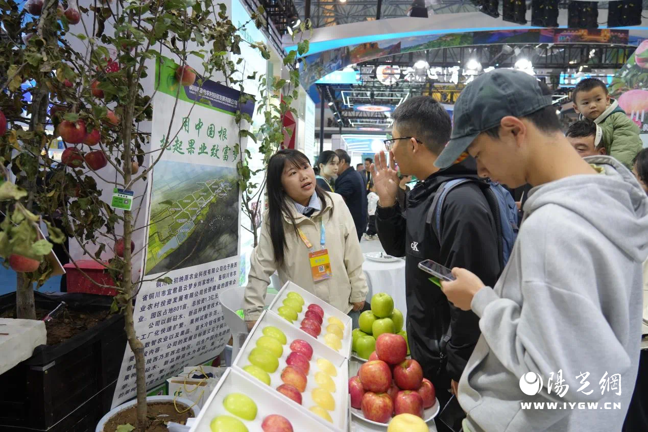 bob半岛官网宜君苹果苗木种到全国各地(图4)