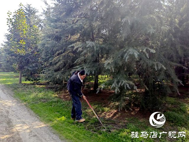 上蔡县蔡沟镇中陈村：发展bob半岛官网苗木种植业 带领群众增收(图1)