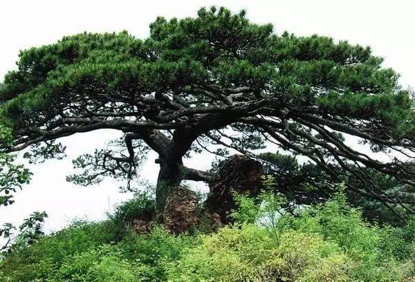 干货 这是一份各城bob半岛体育市苗木品种种植大全(图5)