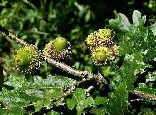 干货 这是一份各城bob半岛体育市苗木品种种植大全(图6)